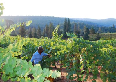 Crystal Basin Cellars El Dorado County | Wine Tasting in El Dorado County