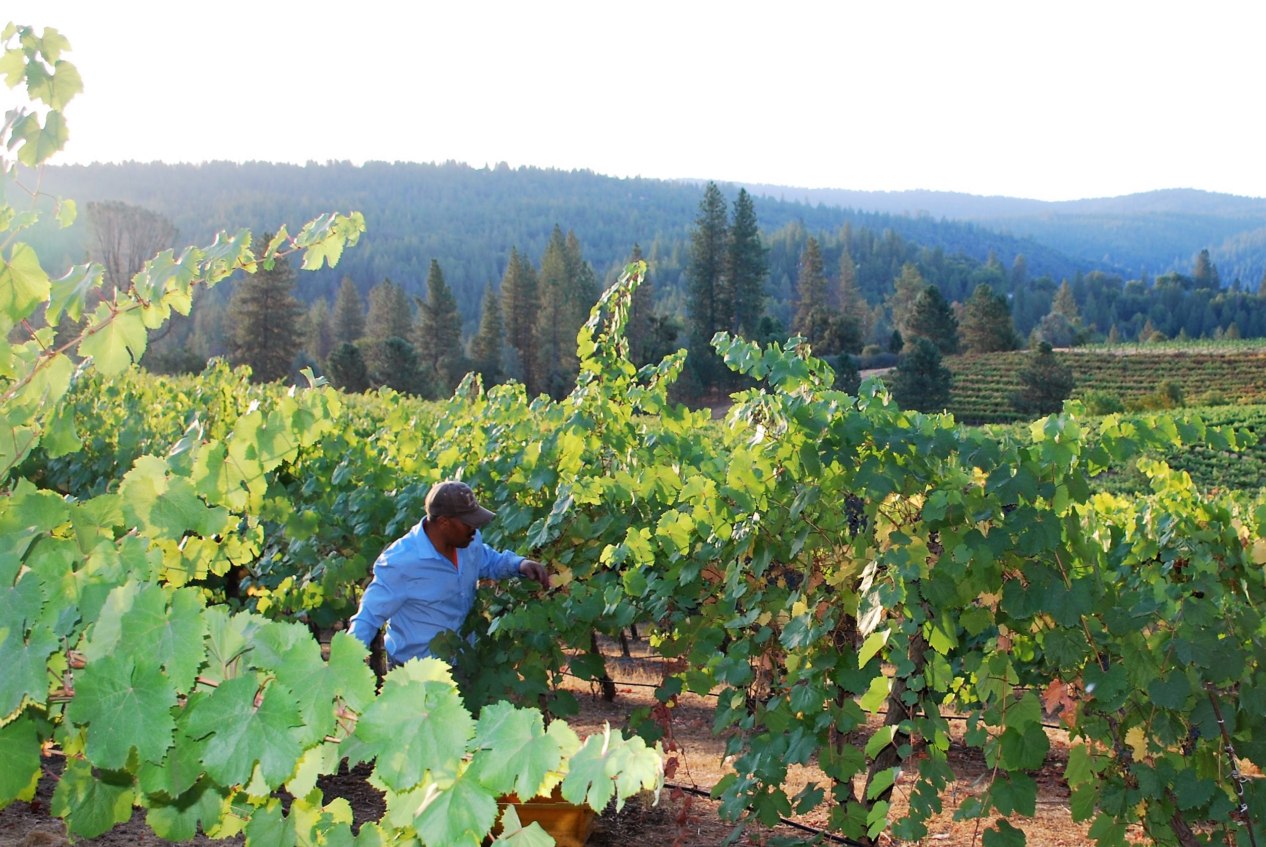 Crystal Basin Cellars El Dorado County | Wine Tasting in El Dorado County